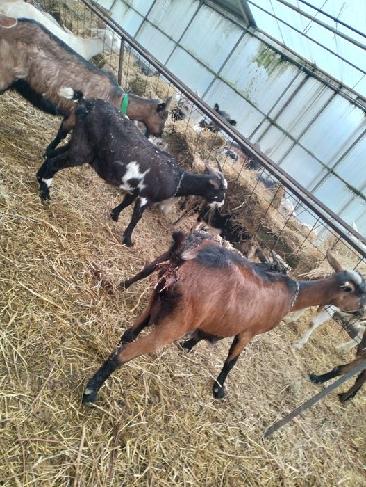 Vând capre originale