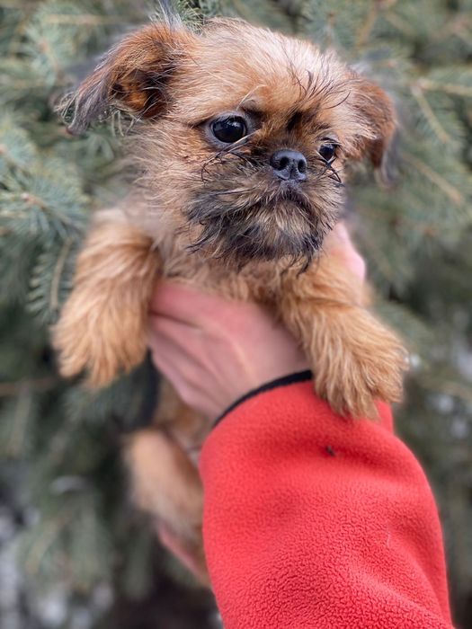 Срочно продам щенка Брюссельский грифон