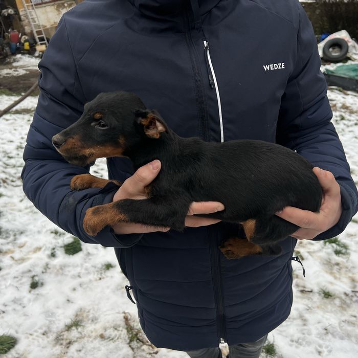 Vand catei jaggterier