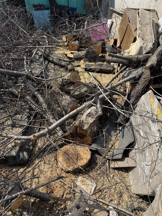 Бревно дерви ветки