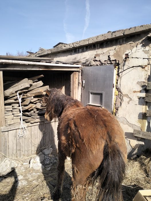 Құнажын байтал семіз