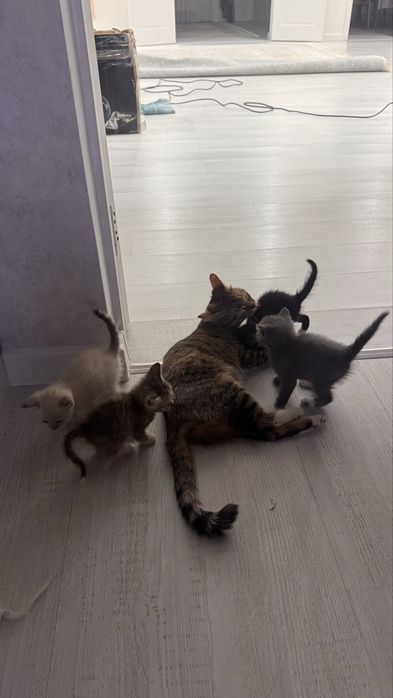 котёнки белый и черный
