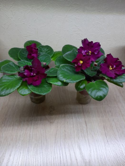 Продаётся сортовая фиалка Бой быков