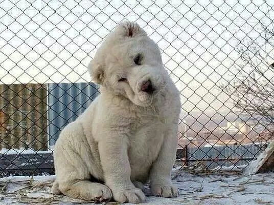 Туркман алабай Белый медведь боласи сотилади