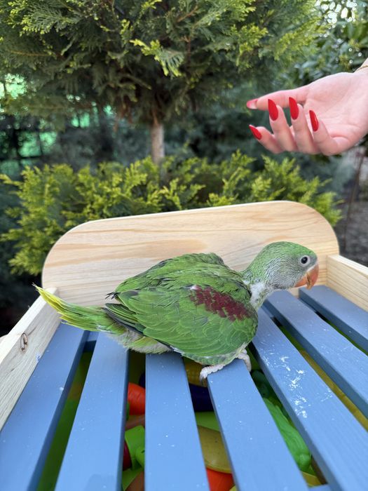 Puiut deosebit de bland papagal Marele Alexandru Alexander