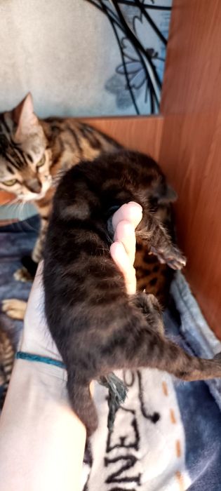 Продаются бенгалята