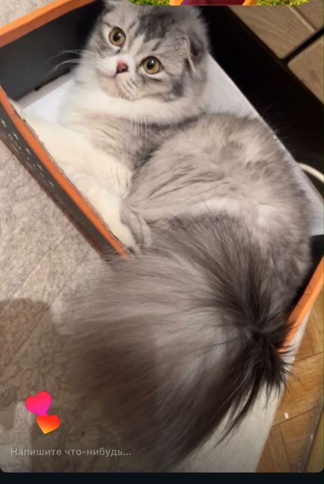 Шотландская вислоухая кошка