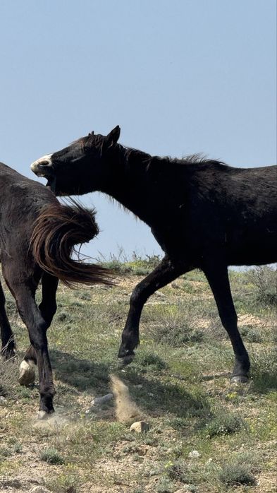 Міңгі құнан сатылады