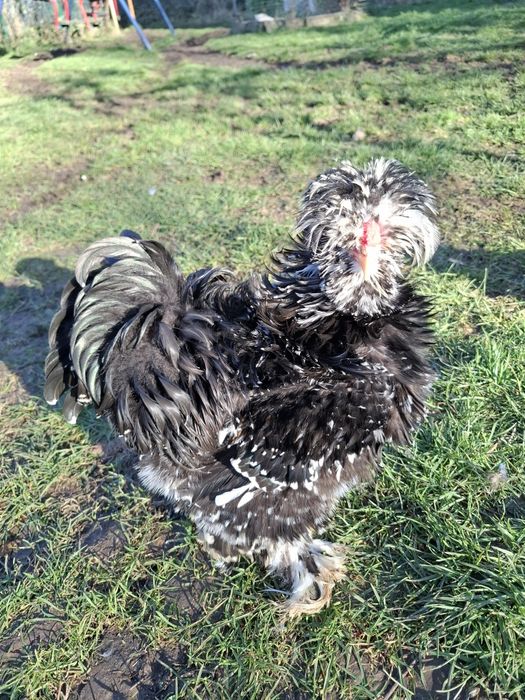 Американски копринки яйца