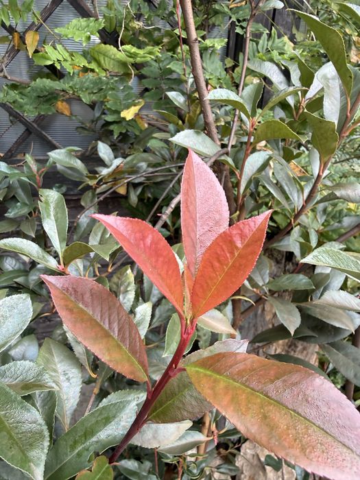 Photinia la ghiveci 1,2m