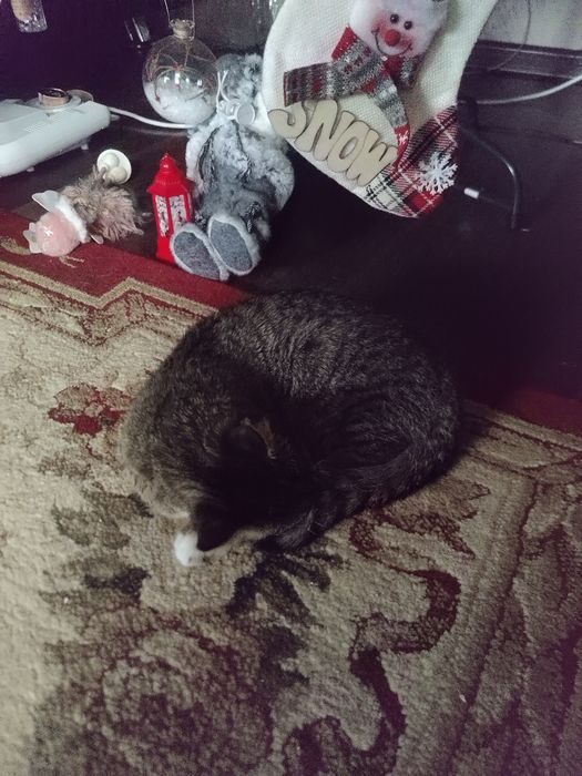 Отдам котенка в добрые руки