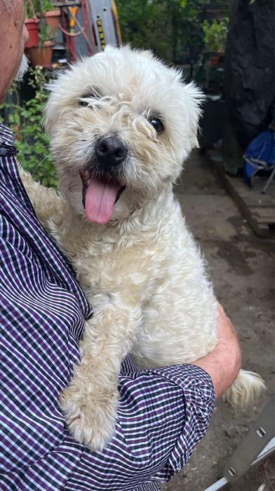 Metis bichon pui, gratuit