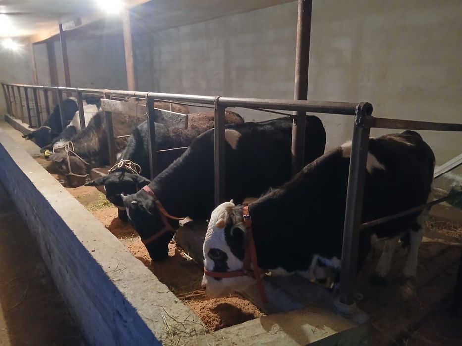 Бычоктар сатылады.