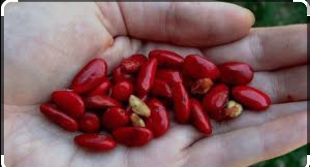 Семена Магнолии Грандифлора