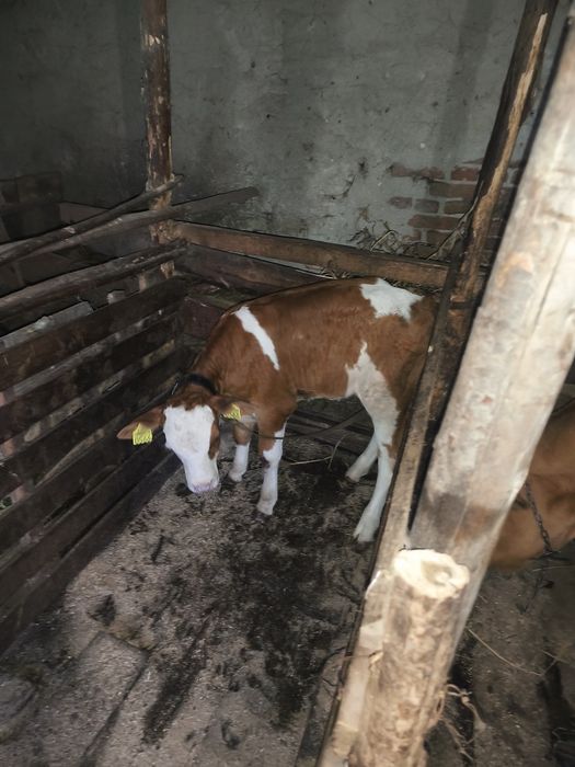 Vând vitea de rasă la 6 săptămâni