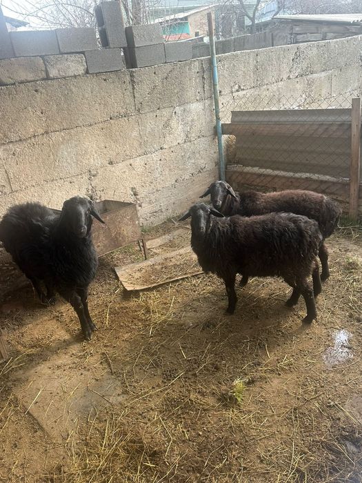 Продаются бараны