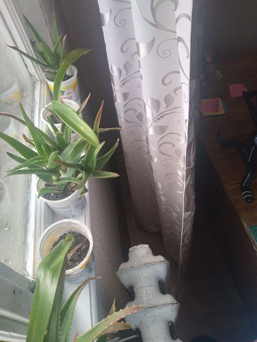 Продам цветы алоэ лекарственный