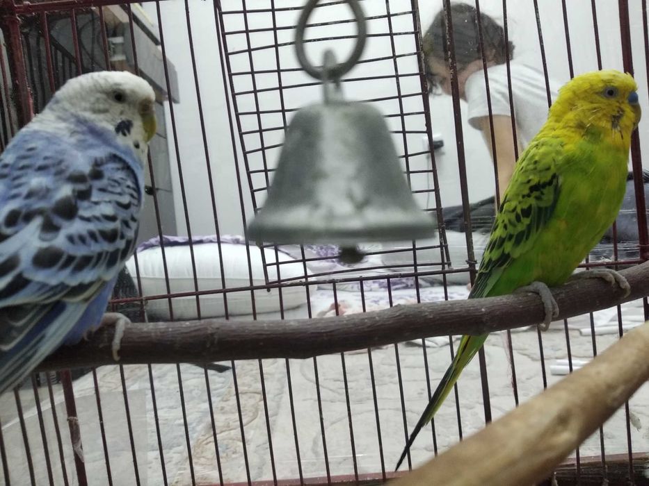 Попугай  корелла волнистый + клетка