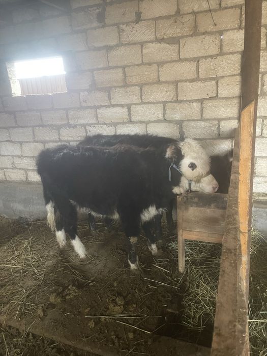 Бұзаулар сатылады ұрғашы