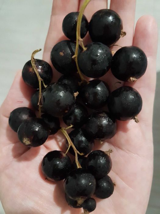 Продам саженец чёрной ссмородины
