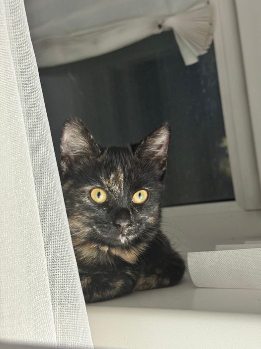 Отдам кошечку в добрые руки