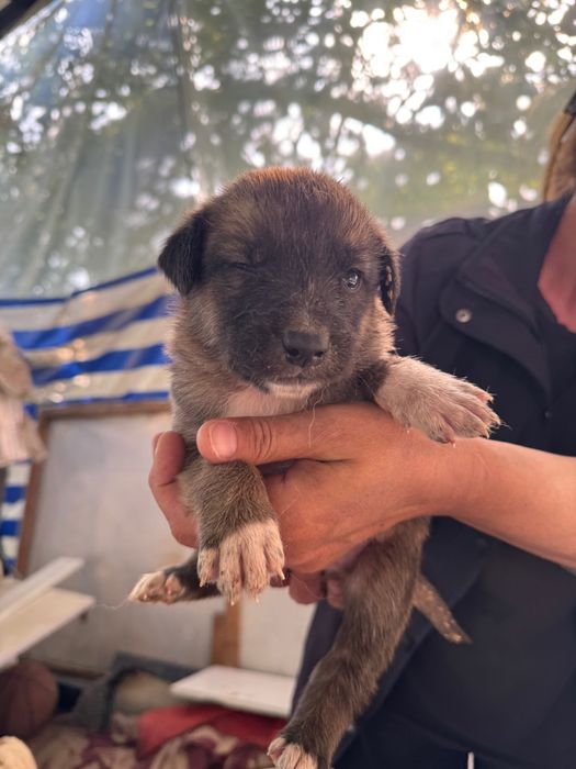 Животные собаки щенки