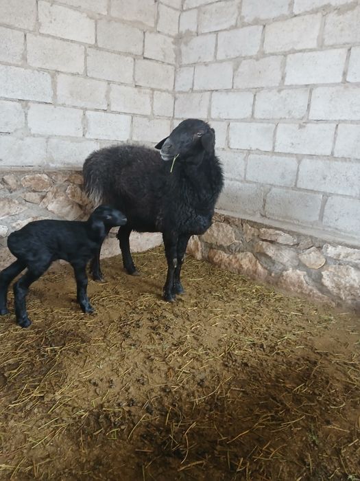 Она куй ва кучкор