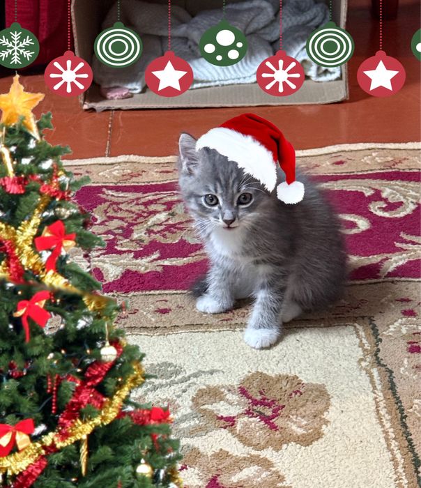 Продам котят, 3 мальчика метиса