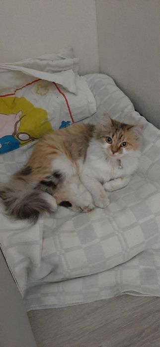 Потерялась кошка