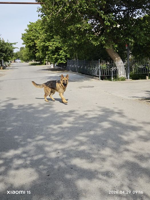 Продается Немецкая Афчарка