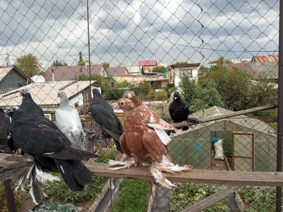 Продаю голубей разных мастей.