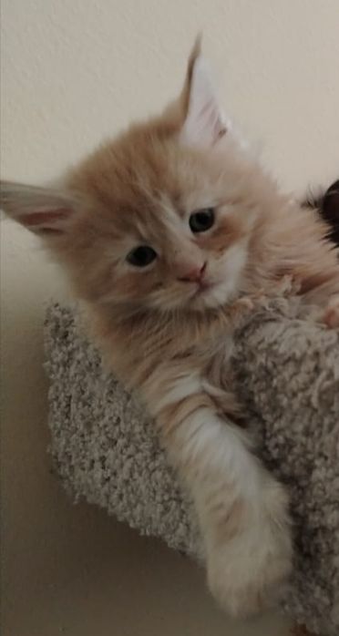 Котята породы Мейн-кун