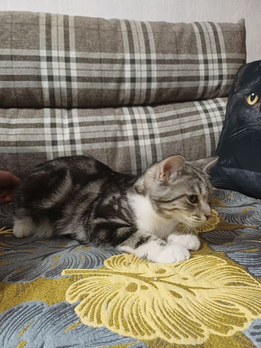 Котёнок девочка в добрые руки