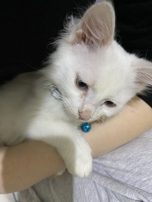 Turk angora mushugi sotiladi