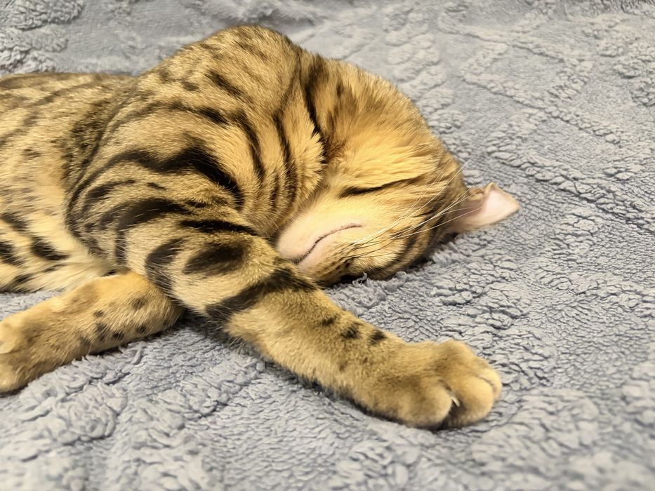 Вязка кошечки бенгал