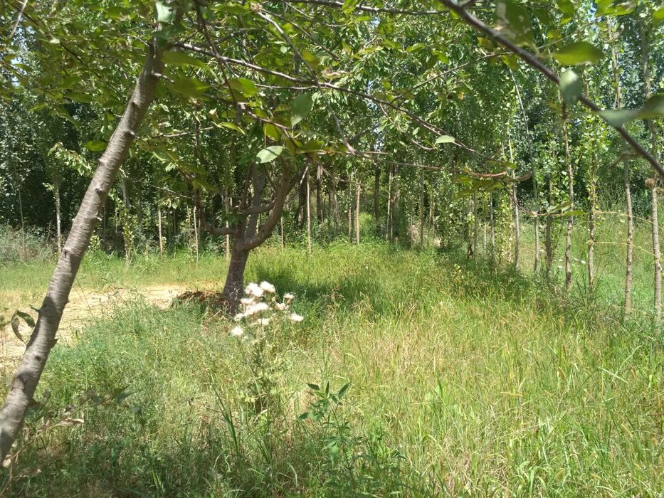 Tiraqurgon, past naymanchada Bog, gilos, hurmo, terak daraxtlari bor