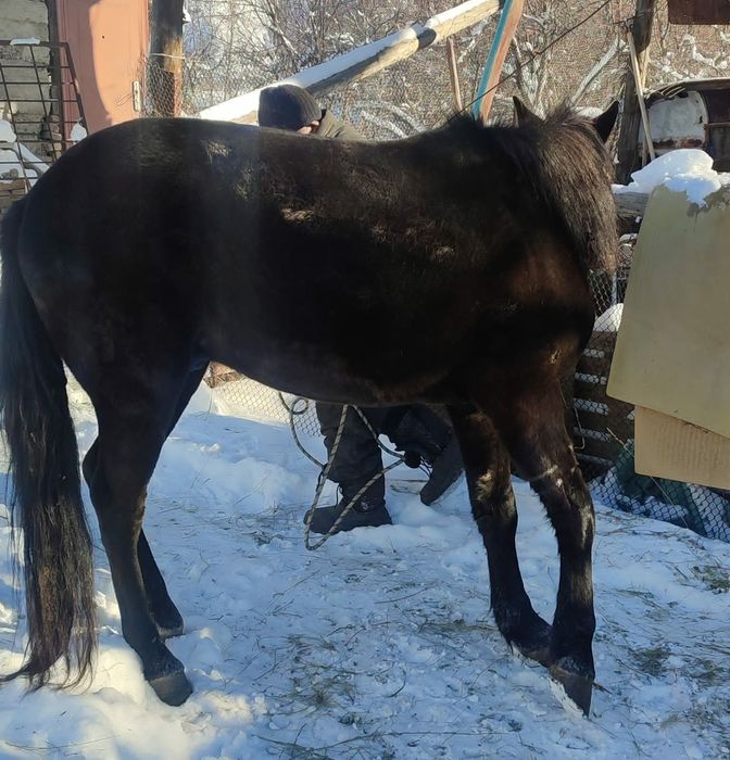 Ат сатылады конь