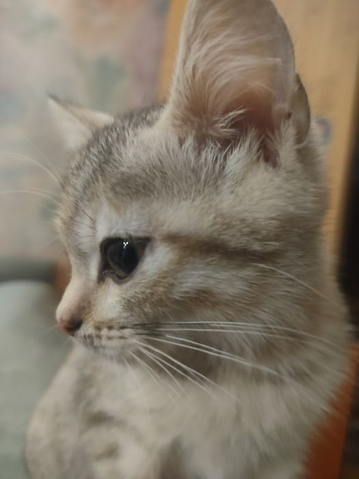 Кошечка трёхцветная