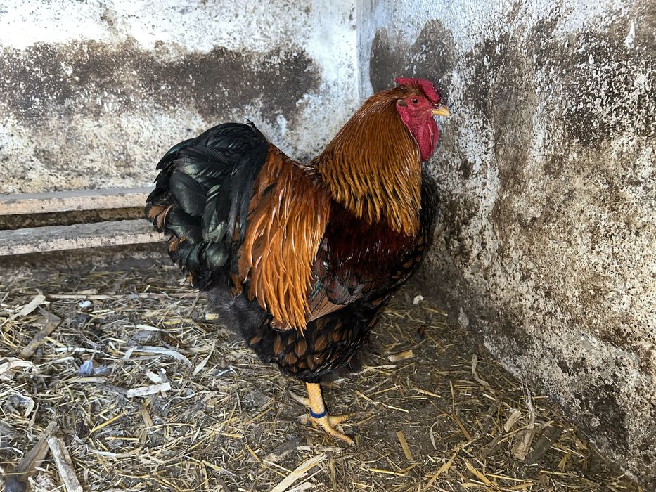 Oua Wyandotte Gsg