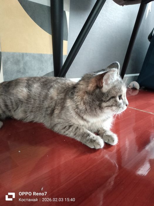 Отдам кошечку в добрые руки