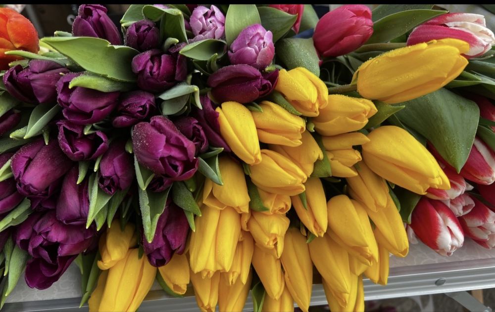 Тюльпаны с луковицей