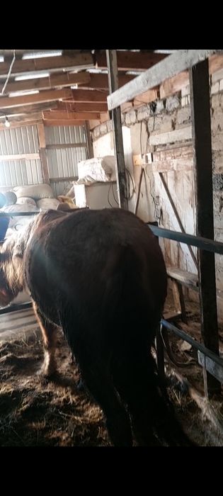 Продам Байтал с Откорма больше 3 месяцев