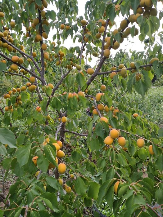 Продам дачу Тимирязева