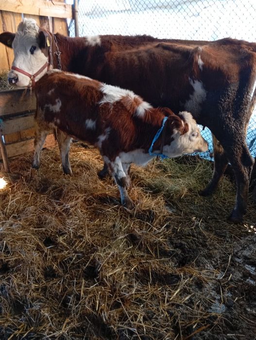 De vânzare o bunică la prima fatare