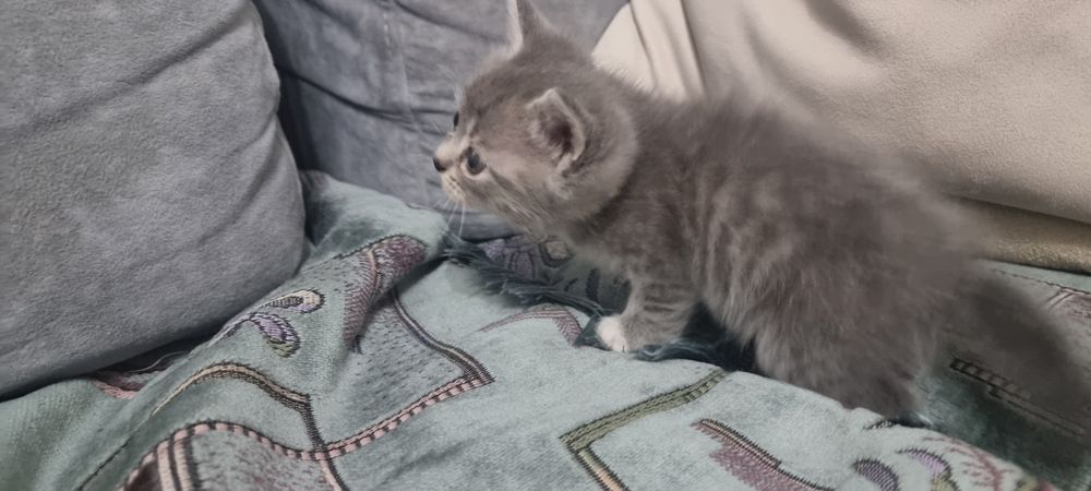 в добрые руки котят