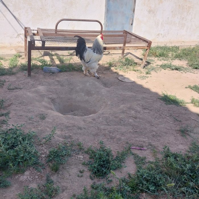 Брама кораз сатылады