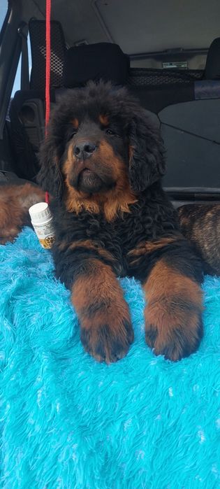 Тибетский мастиф