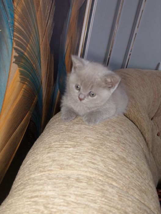 Британские котята мальчик девочка лилового окраса