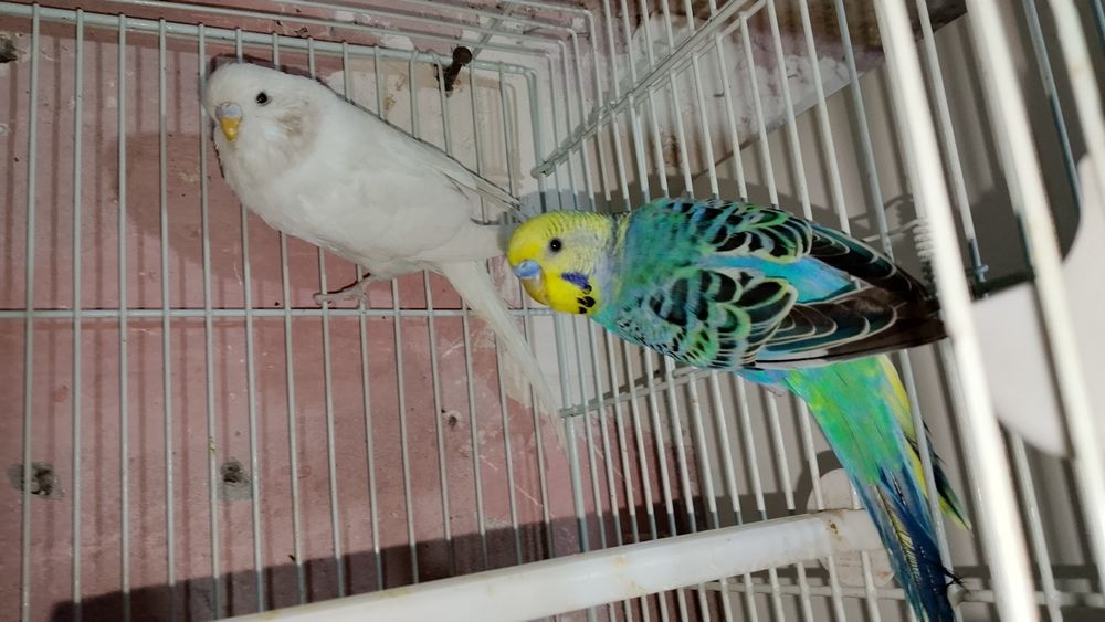 Qafasi bilan 1 juft papugaychiklar sotiladi