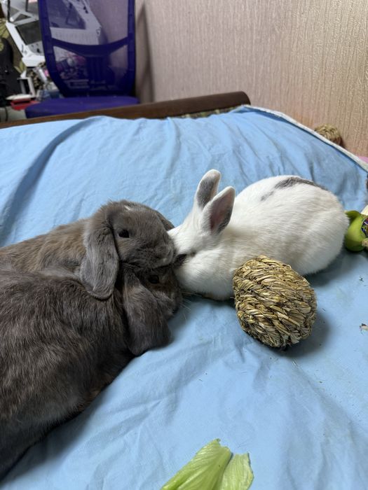 Декоративные Кролики